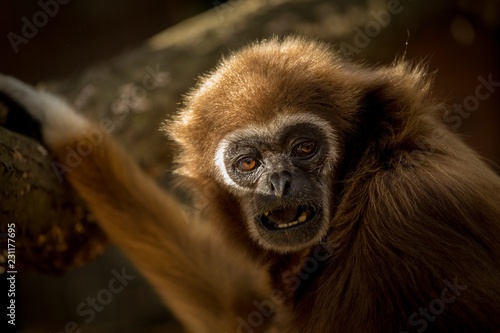 Gibbon monkey portrait. The lar gibbon (Hylobates lar)