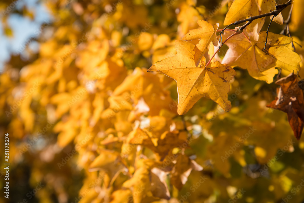 Fototapeta premium Detail of yellow autumn leaves on a sunny day