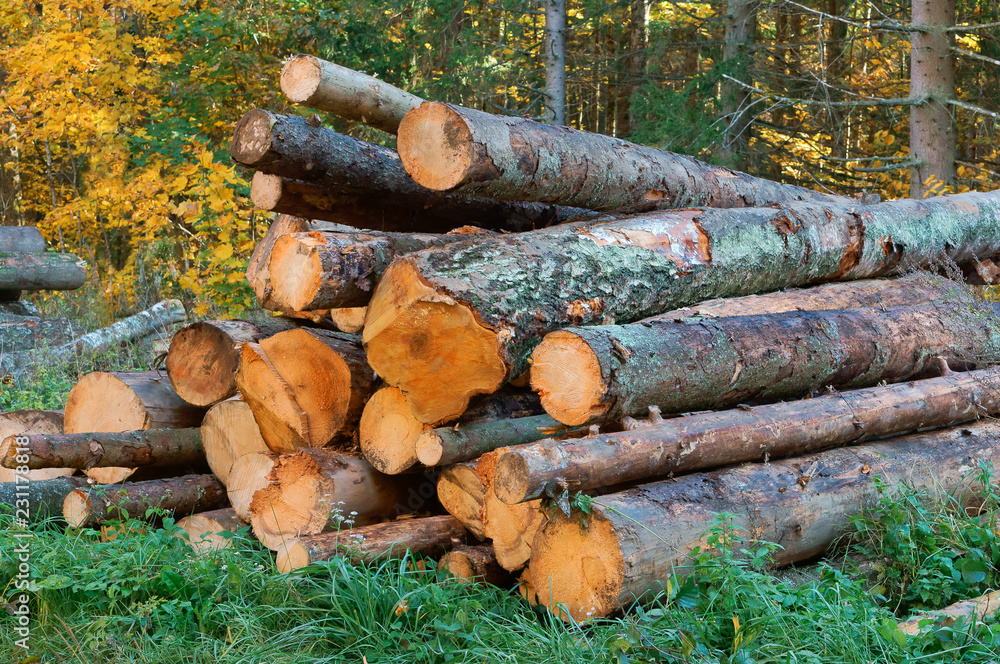 Cutting down trees. Logging. Trunks of felled trees. Deforestation. Cutting down trees. Logging. Trunks of felled trees. Deforestation.