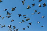 speed racing pigeon flying against clear blue sky