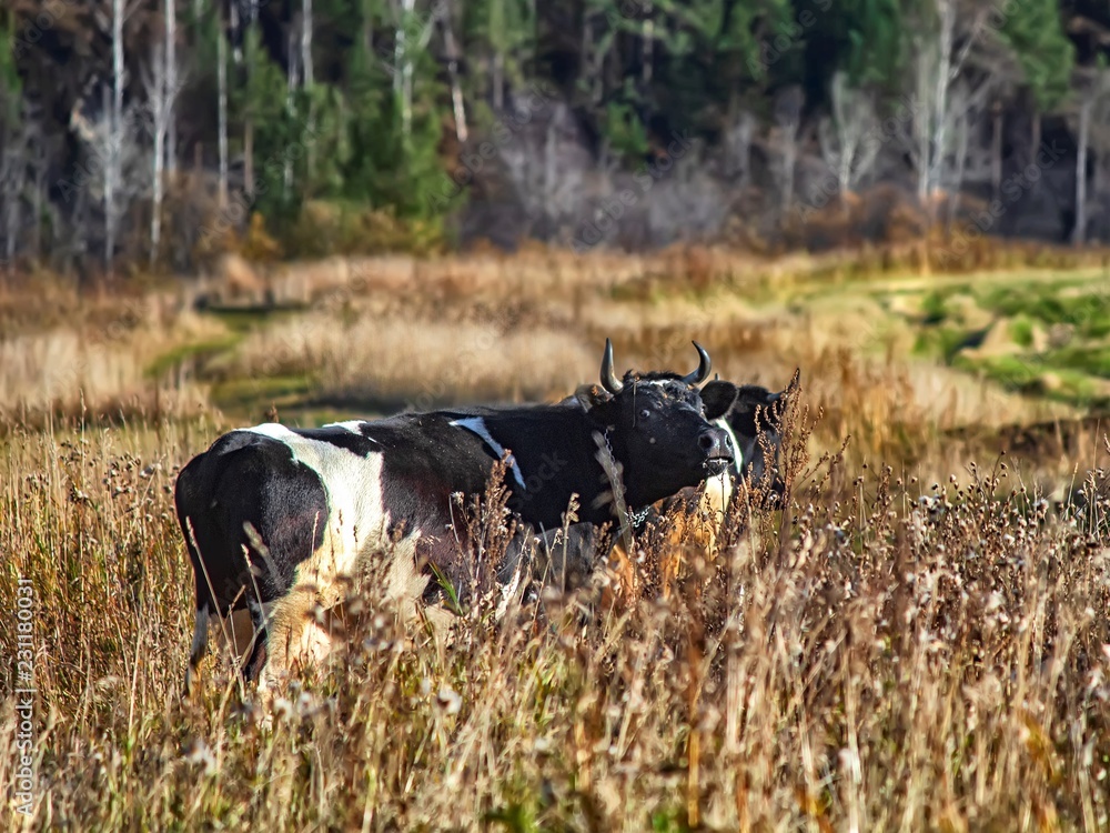 cows in a field