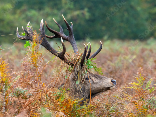 Red Deer Stag with Ferns on its Antlers in morning light photo