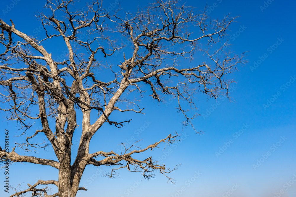 Dry branches of stand alone tree without any leafs on blue sky. from the sun temple view point near Galtaji Temple or the Monkey Palace in senset moment. feeling sadness, Jaipur, Rajasthan, India Dry branches of stand alone tree without any leafs on blue sky. from the sun temple view point near Galtaji Temple or the Monkey Palace in senset moment. feeling sadness, Jaipur, Rajasthan, India