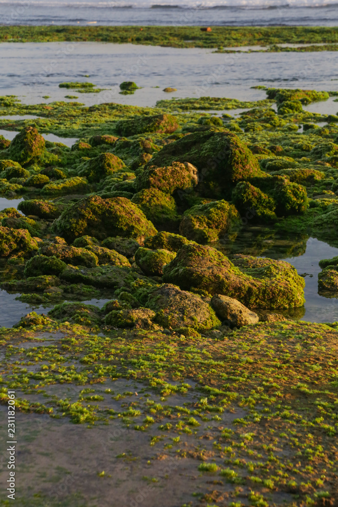 Many rocks covered with lichen or moss on the shallow ocean beach