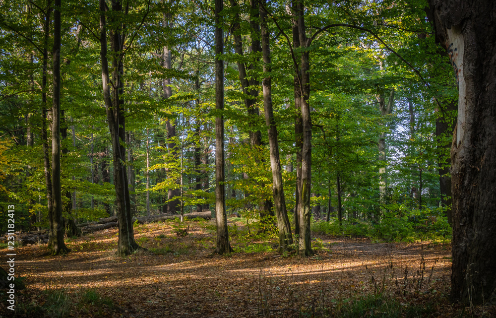 Obraz premium Forest