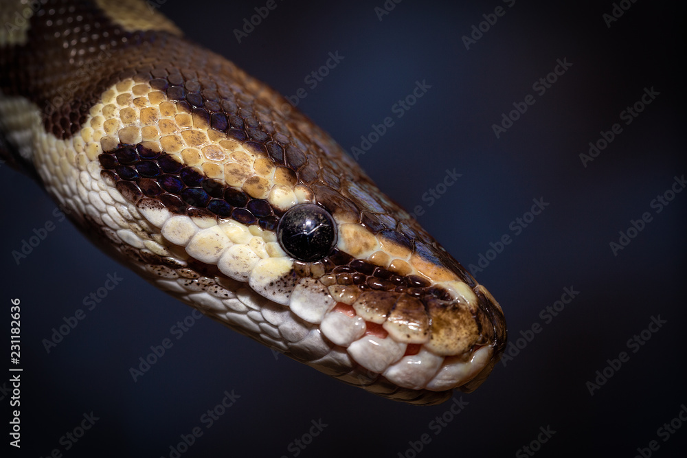 snake snake