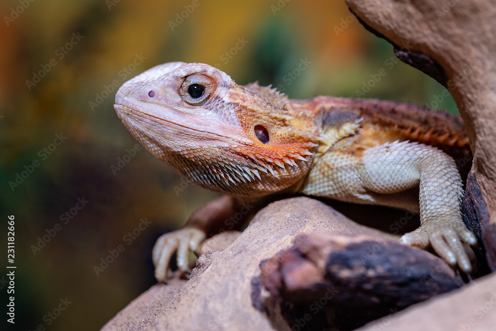 Obraz premium lizard on a rock