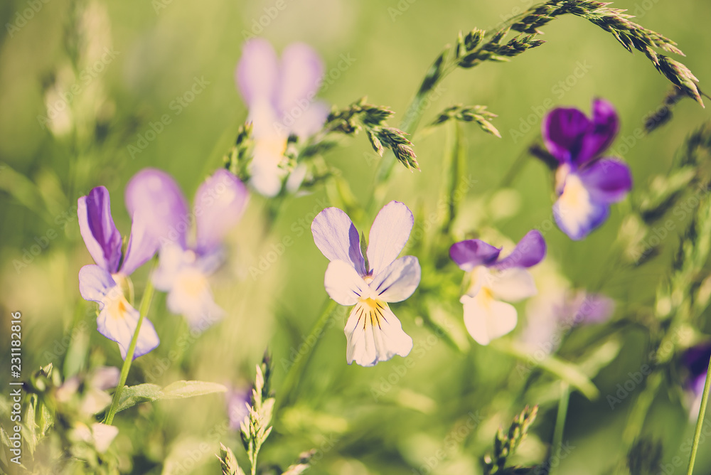 Blurry background by many yellow flower in the field on morning. Blurry background by many yellow flower in the field on morning.