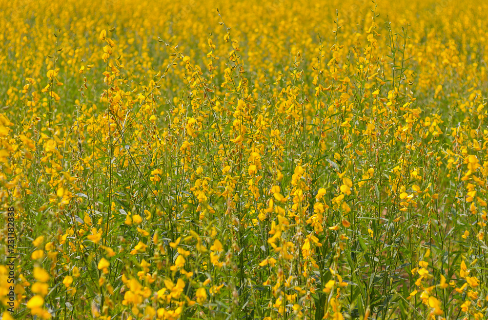 Pummelo beautiful yellow flowers blooming in the fields. Pummelo beautiful yellow flowers blooming in the fields.