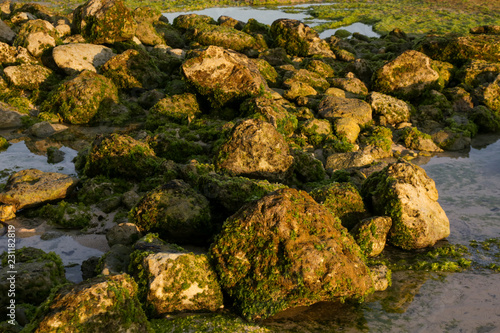Many rocks covered with lichen or moss on the shallow ocean beach