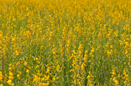 Pummelo beautiful yellow flowers blooming in the fields. © Sarot