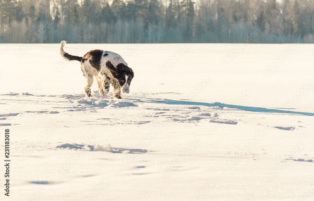 Dog English Springer Spaniel runs on snow field in winter nature Dog English Springer Spaniel runs on snow field in winter nature