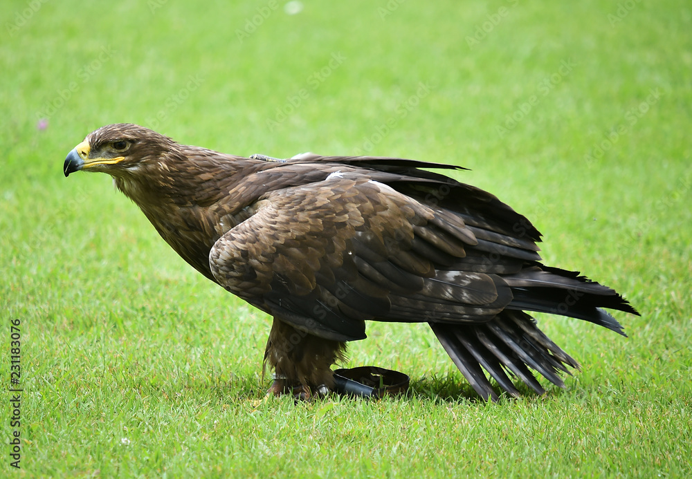 Obraz premium eagle