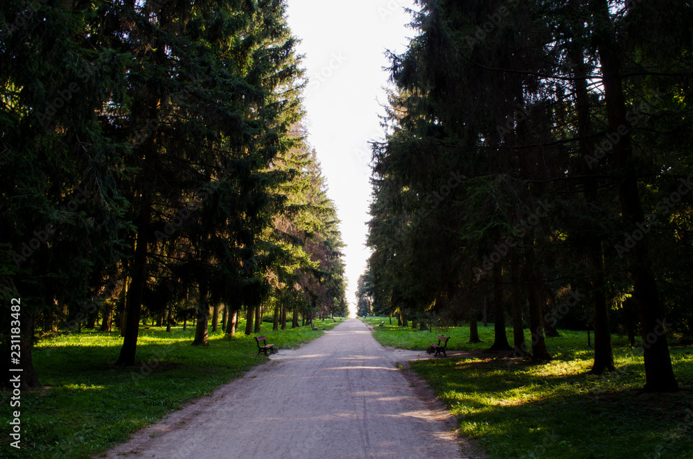 Obraz premium Autumn 