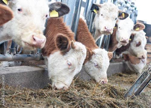 Bio jung Rind beim Futter im Außenbereich, Stall, Futter