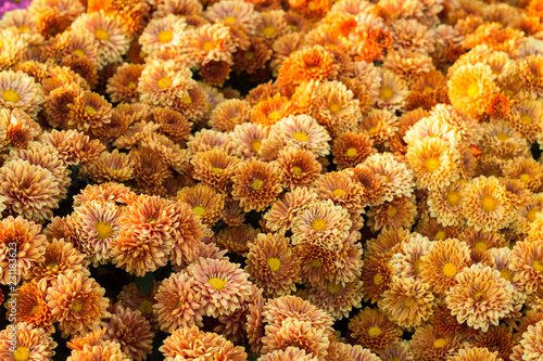 Small flowers of yellow and orange chrysanthemum