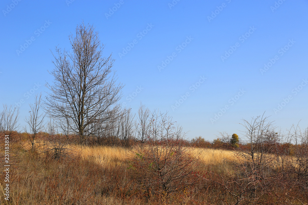 leafless trees in a meadow with dry grass