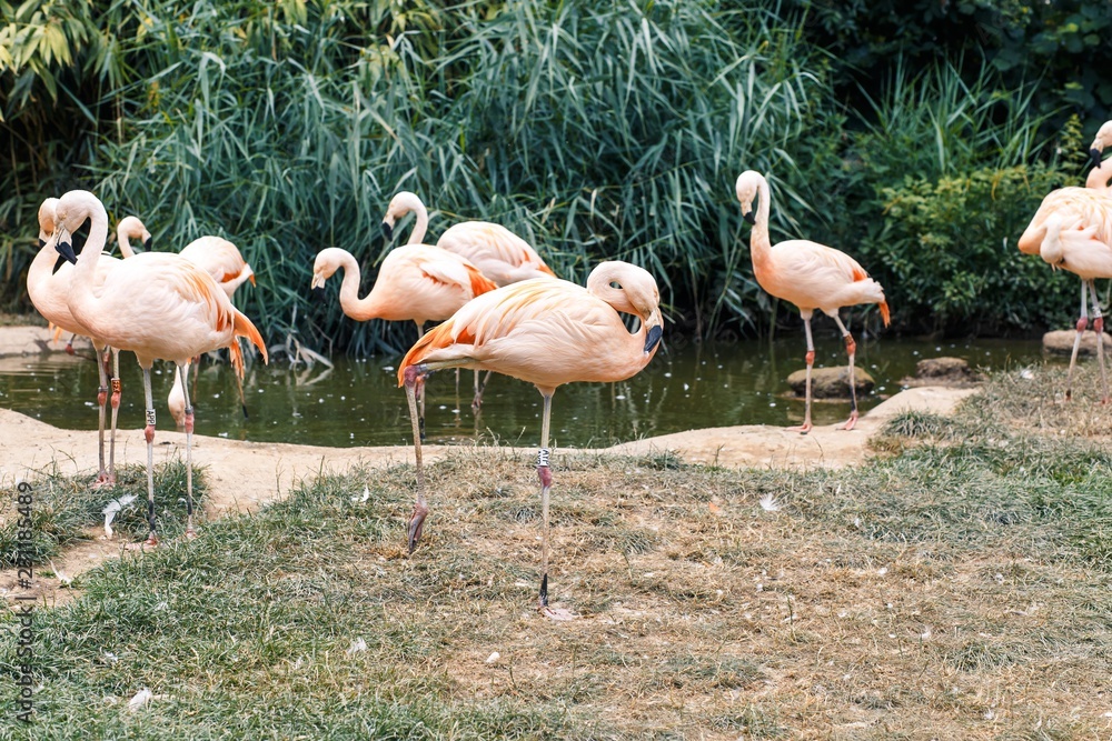 Flamingo at Zoo Flamingo at Zoo