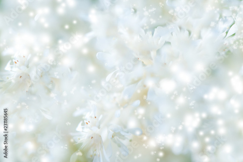 Abstract spring background with blurred white flowers, easter floral image with copy space. Springtime concept.