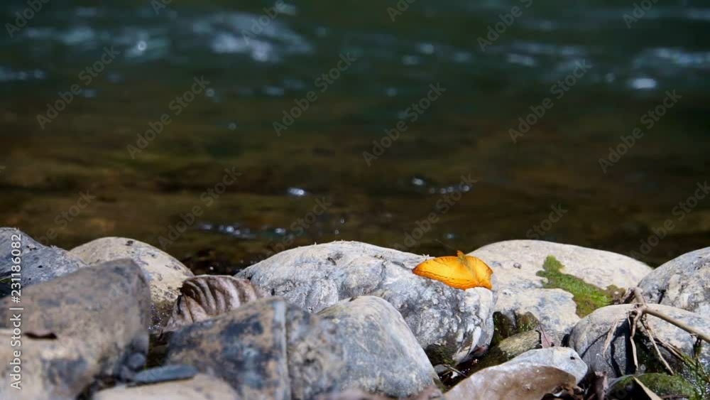 Yellow Butterfly in front of river Yellow Butterfly in front of river