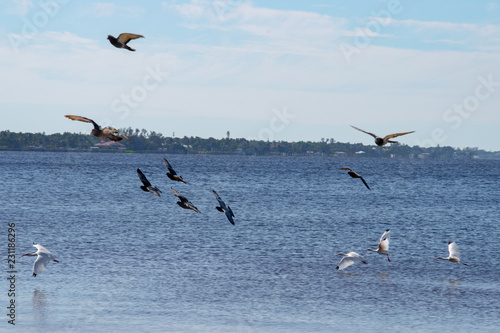 seagulls in flight over water