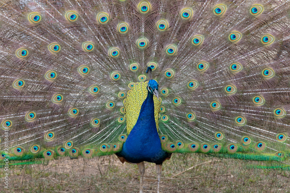 Obraz premium peacock with feathers out