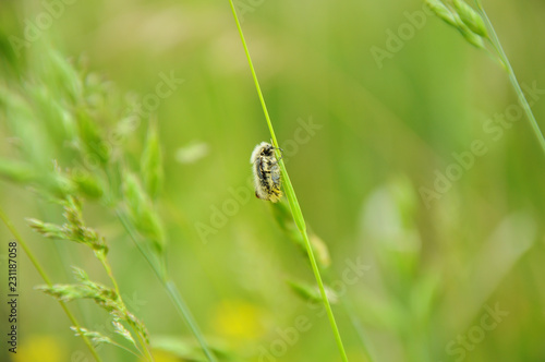 Bumblebee on green grass © Dusan
