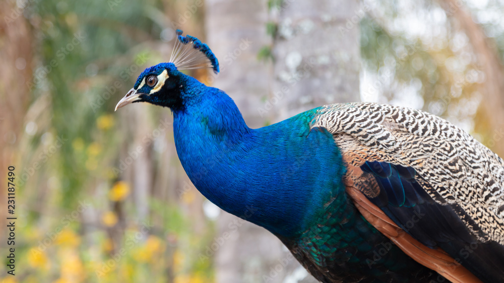 Fototapeta premium Portrait of a colourful peacock with its crown feathers on its head