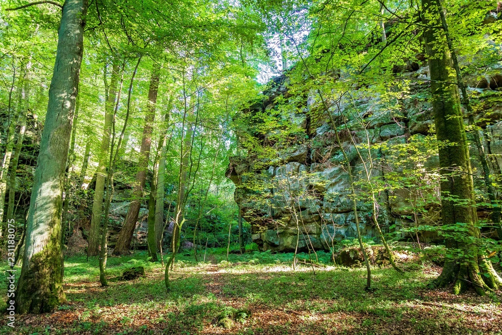 Obraz premium Forêt Mullerthal Trek Randonnée, Luxembourg