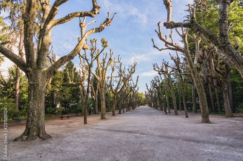 Arbres jardin Henri Vinay  puy en Velay France photo