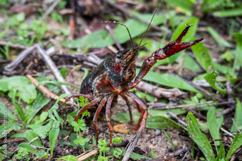 Procambarus clarkii, red swamp crayfish, Louisiana crayfish Procambarus clarkii, red swamp crayfish, Louisiana crayfish
