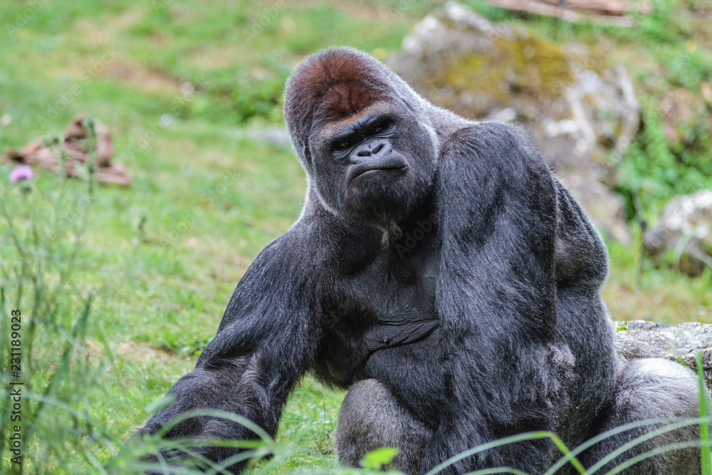 Gorille mâle dominant dos argenté