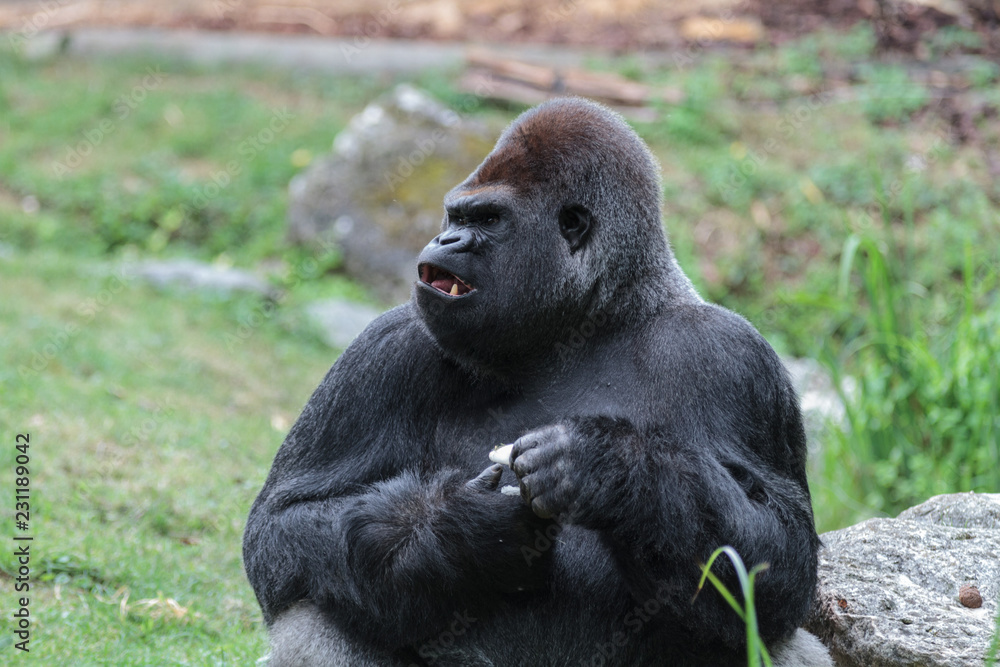 Gorille mâle dominant dos argenté Gorille mâle dominant dos argenté