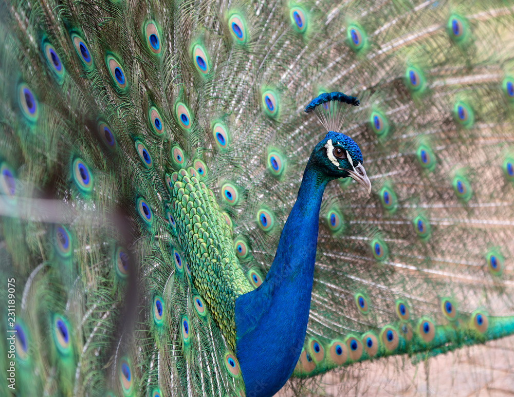 Obraz premium Side view of a male peacock displaying its colorful feathers