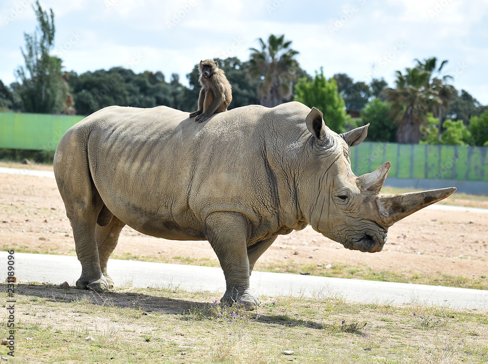 Naklejka premium rinoceronte