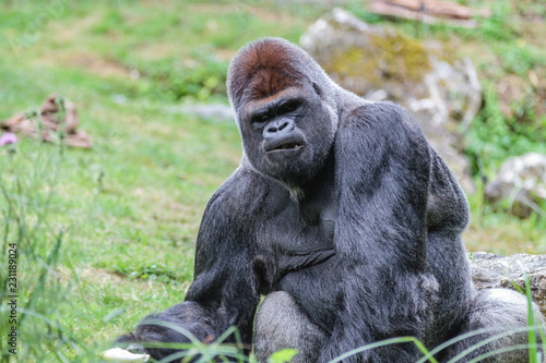 Gorille mâle dominant dos argenté