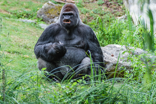 Gorille mâle dominant dos argenté