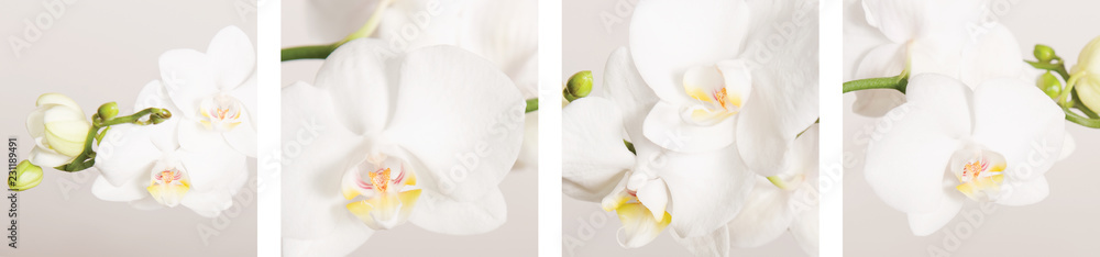4 verschiedene Ansichten weißer Orchideen zu einer Collage zusammengestellt 4 verschiedene Ansichten weißer Orchideen zu einer Collage zusammengestellt