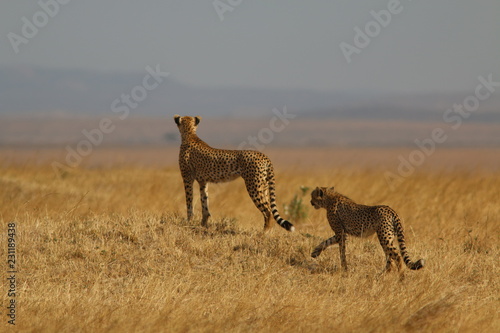Cheetah sisters hunting, Masai Mara