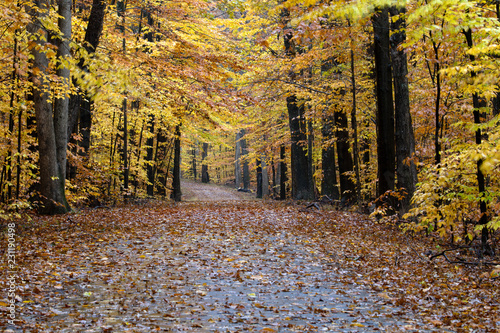 Fall foliage along roadway. 