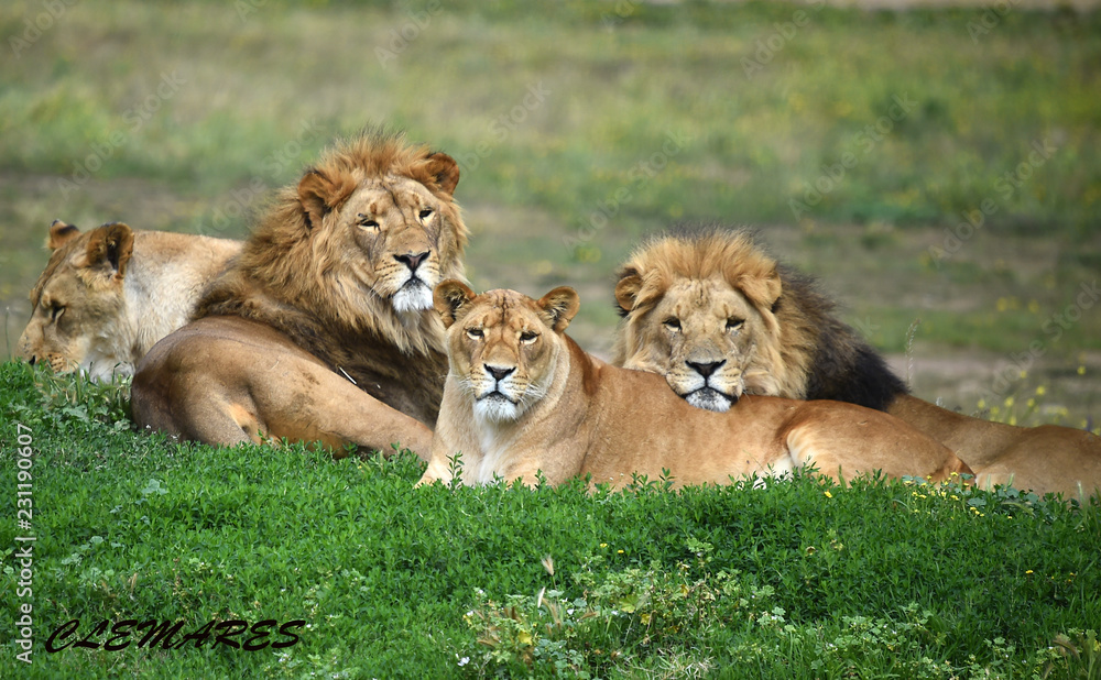 Fototapeta premium leones