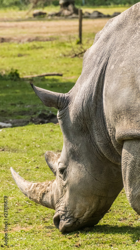 Smartphone HD Wallpaper of rhinoceros feeding grass