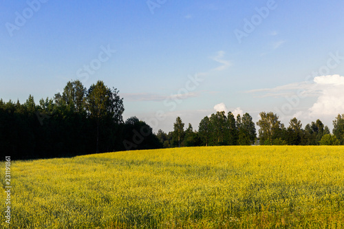 Beautiful landscape. Big forest, blue sky with clouds, green field