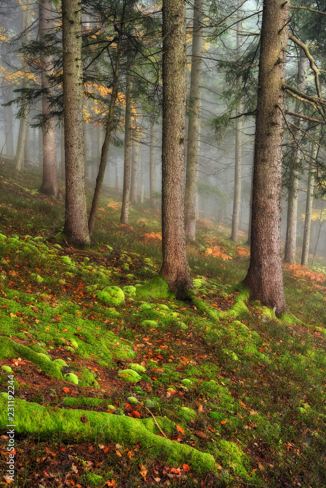 foggy forest. picturesque beech forest. autumn foggy morning foggy forest. picturesque beech forest. autumn foggy morning