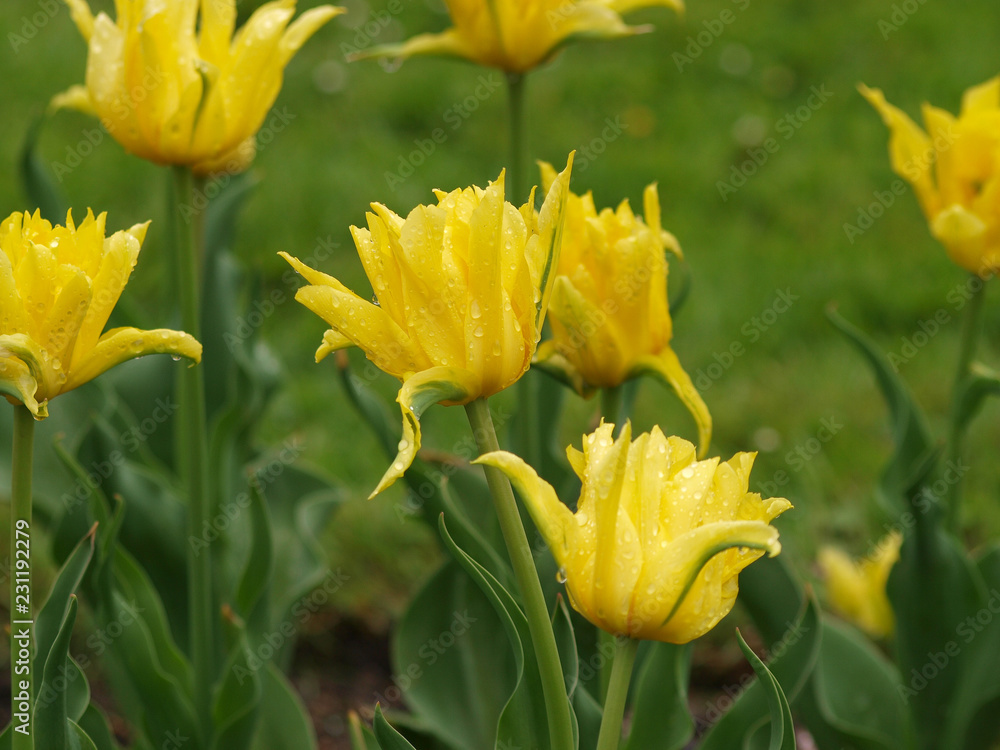 La Tulipe à fleur de lys 'yellow spider' aux pétales de forme araignée de couleur jaune vif. La Tulipe à fleur de lys 'yellow spider' aux pétales de forme araignée de couleur jaune vif.