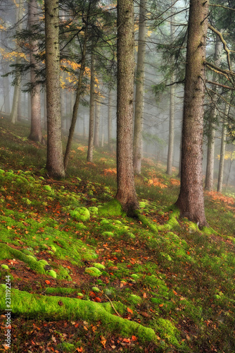 foggy forest. picturesque beech forest. autumn foggy morning