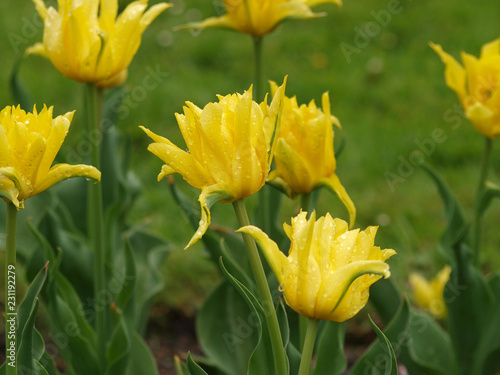 La Tulipe à fleur de lys 'yellow spider' aux pétales de forme araignée de couleur jaune vif.
