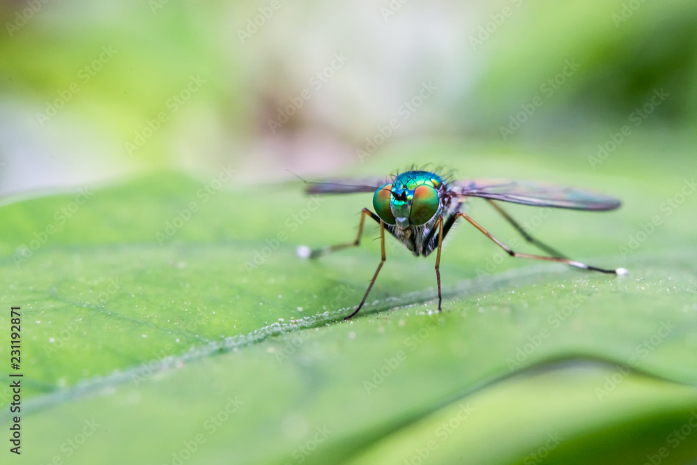 Chrysomya megacephala Chrysomya megacephala
