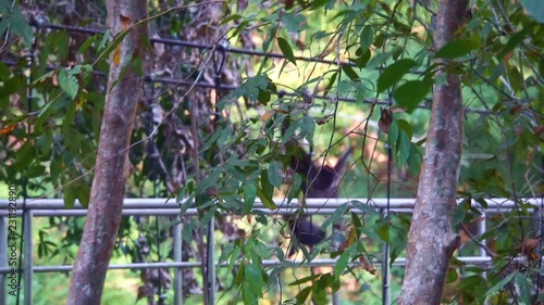 Normal speed of Black Gibbon monkey brachiate  photo