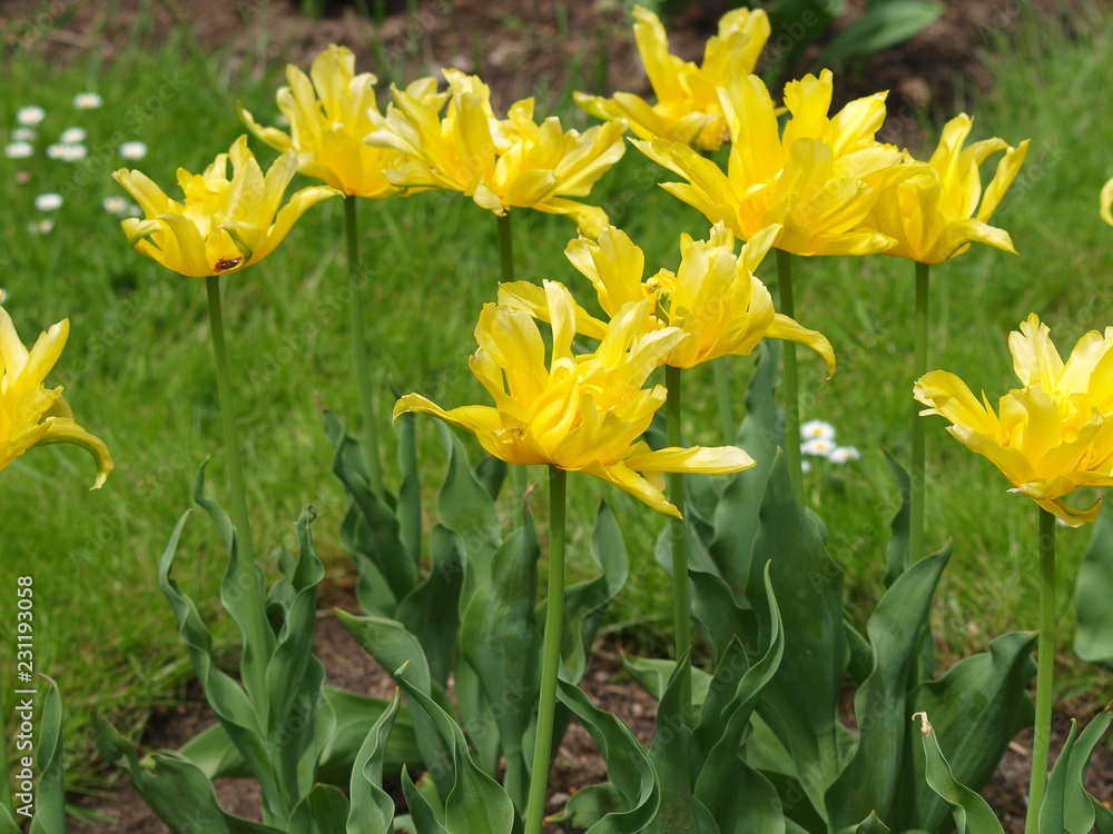 La Tulipe à fleur de lys 'yellow spider' aux pétales de forme araignée de couleur jaune vif. La Tulipe à fleur de lys 'yellow spider' aux pétales de forme araignée de couleur jaune vif.